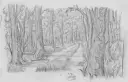forest.webp