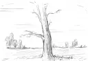 tree.webp